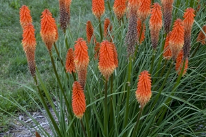 Kniphofia 'Joker's Wild'  